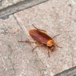 Let’s Understand the Factors that Draw Cockroaches into Your Home