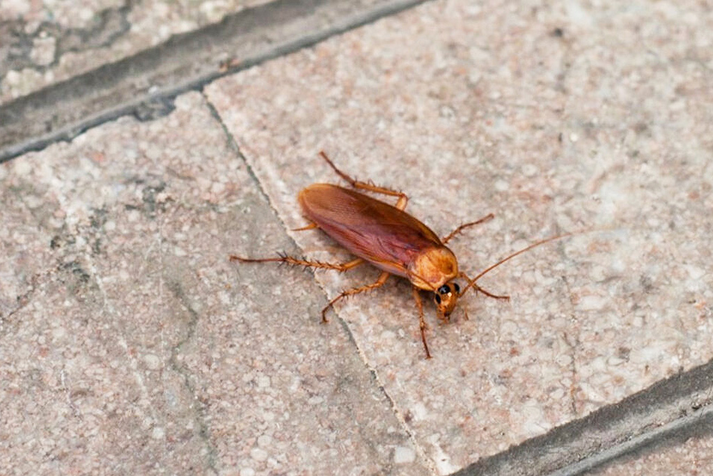 Let’s Understand the Factors that Draw Cockroaches into Your Home