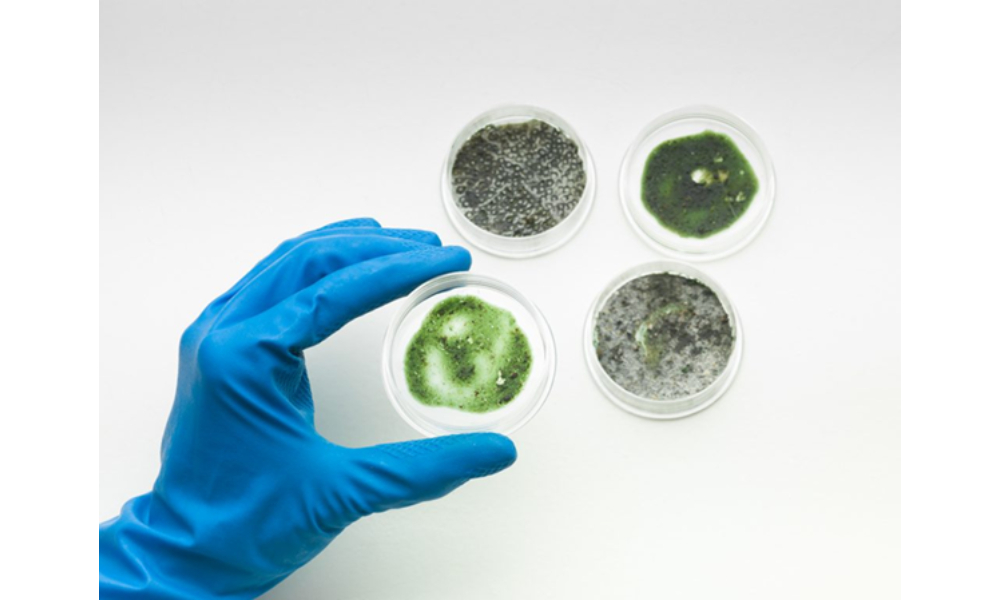 mold testing
